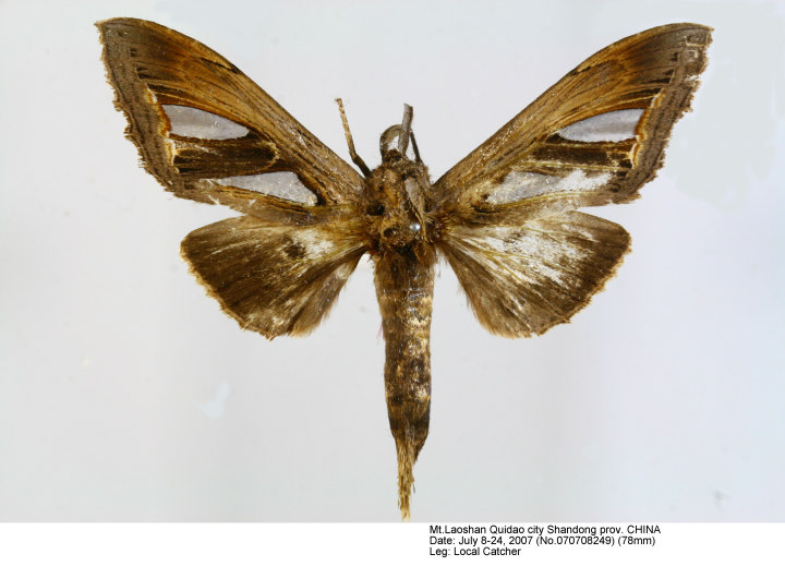 totomonページ Tarsolepis japonica_070708249.jpg